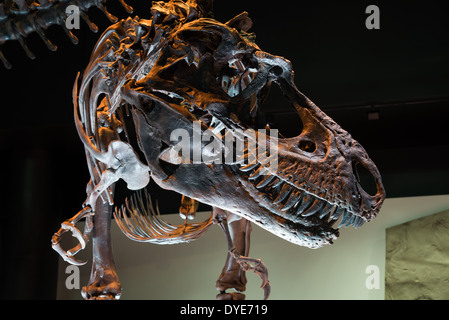 Fossiler Schädel eines Tyrannosaurus Rex. Kreidezeit Alter. Stockfoto