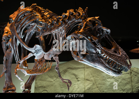 Fossil Skelett eines Tyrannosaurus Rex. Kreidezeit Alter. Stockfoto