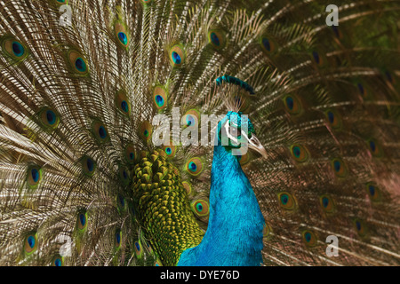 schöne Pfau mit Federn Stockfoto