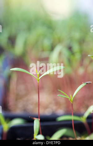 Anbau von Kosmos Antike Blume Sämlinge Stockfoto