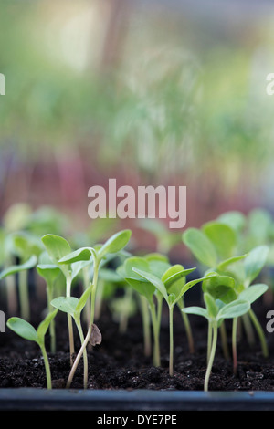 Blume Pflanzen in einem Gewächshaus zu kultivieren Stockfoto