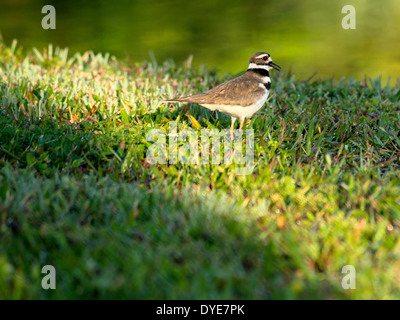 Kildeer Caling heraus, auf dem Rasen an einem See vocalizing. Stockfoto