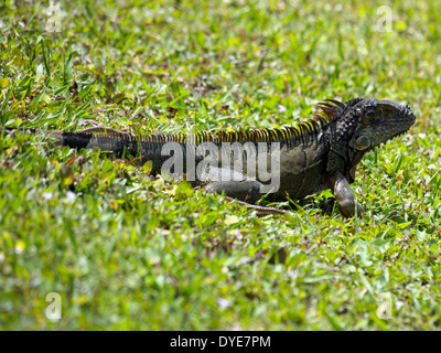 Grüner Leguan Gras an einem See in Florida Stockfoto