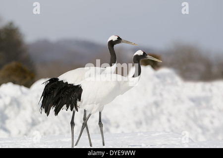 Japanische aka Rot gekrönter Krane auf einem schneebedeckten Feld in der Nähe von Akan auf Hokkaido, Japan Stockfoto