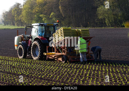 Frühjahrspflanzung von Salat in Rufford, Lancashire, Großbritannien April 2014. Die Mitarbeiter von Coe House Farms nutzen Massey Ferguson-Traktor und automatischen Pflanzanhänger, da sie die trocknenden Böden und das wärmere Wetter nutzen, um Frühlingsgemüse zu Pflanzen. Semi-winterharte, propagierte Gemüsesämlinge, entweder gepresste Blöcke oder locker gefüllte Module, von Premier Plant Producers sollten nun im neu bebauten Boden gedeihen, obwohl sie mit Vlies bedeckt sein können, wenn Frostgefahr besteht. Stockfoto