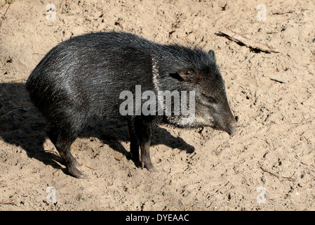 Halsband Peccary (Pecari Tajacu) ursprünglich gefunden in Nord-, Mittel- und Südamerika Stockfoto