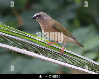 Juvenile Prachtfinkenart Finch oder Regenbogen Finch (Erythrura Gouldiae) close-up, posieren, auf einem Ast Stockfoto