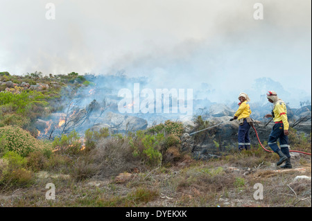 Feuerwehrmann Übungen kontrolliert Brennen der Vegetation, um neues Wachstum, Kap-Halbinsel, Western Cape, Südafrika zu stimulieren Stockfoto