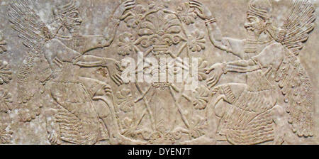 Relief Panel, den Assyrischen Königshof (Galerie 401), an der Metropolitan. Assyrern zu dem Baum des Lebens. 883-859 B.C.; Neo-assyrischer Zeit, Herrschaft von ASSURNASIRPAL II. Bei Nimrud ausgegraben Stockfoto