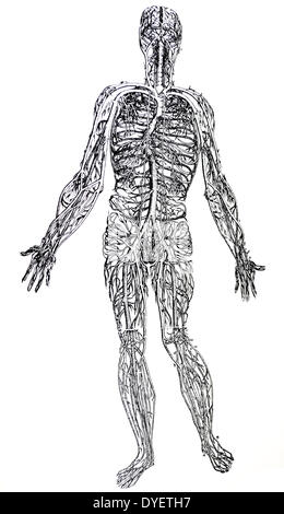 Die Platten aus dem dritten Buch der De Humani Corporis Fabrica von Andreas Vesalius (1514-1564) Platte 44 - eine Abgrenzung des gesamten Vena cava aus allen Teilen befreit. Stockfoto