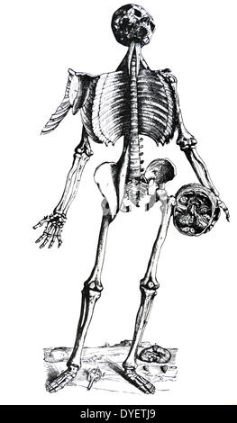 Die Platten aus dem Inbegriff der De Humani Corporis Fabrica von Andreas Vesalius (1514-1564) Platte 74 - Die Abbildung auf diesem Blatt ausgedruckt, die andere setzt sich aus verschiedenen Teilen verklebt werden kann, ist der fünfte in der Reihenfolge der Abbildungen der Muskeln gezählt zu sein. Stockfoto