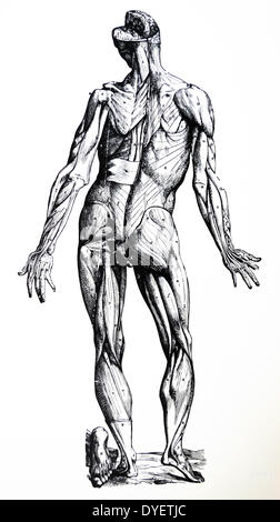 Die Platten aus dem Inbegriff der De Humani Corporis Fabrica von Andreas Vesalius (1514-1564) Platte 77 - Die zweite Zahl für die Demonstration der Muskeln vorbereitet der posterioren Aspekt der Körper zeigt, wie die erste Tat der Anterioren. Stockfoto