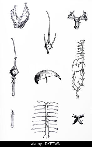 Die Platten aus dem Inbegriff der De Humani Corporis Fabrica von Andreas Vesalius (1514-1564) Platte 87 Abbildung mit inneren Organen einschließlich Drüsen reproduktive venöse Systeme. Stockfoto