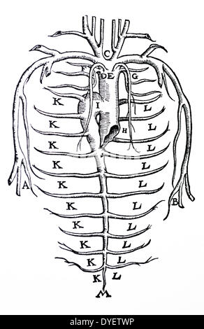 Die Platten aus dem Inbegriff der De Humani Corporis Fabrica von Andreas Vesalius (1514-1564) Platte 88 - ein Diagramm des azygos Systems mit der Venen und Arterien im Thorax. Stockfoto