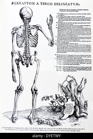 Die Platten aus dem Inbegriff der De Humani Corporis Fabrica von Andreas Vesalius (1514-1564) Voll Körper sketal Struktur, nach hinten vom Jahr 1538. Stockfoto