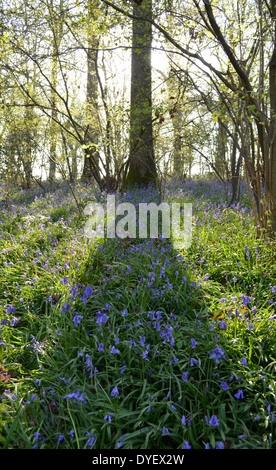 Ein Bluebell Holz in Südengland im Frühjahr. Stockfoto