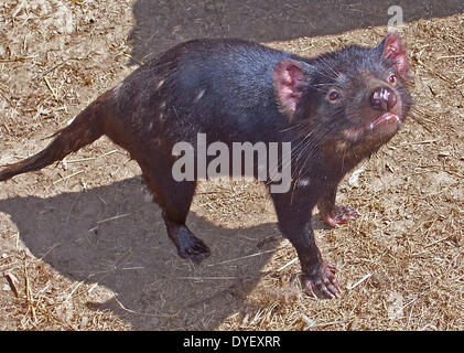 Tasmanischer Teufel (Sarcophilus Harrisii), Tasmanien.  2006. Stockfoto