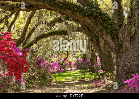 Jahrhunderte alte Eichen Bäume mit spanischem Moos umgeben von blühenden Azaleen im Magnolia Plantation 10. April 2014 in Charleston, SC. abgedeckt Stockfoto