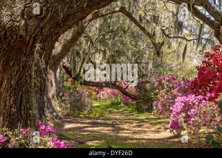 Jahrhunderte alte Eichen Bäume mit spanischem Moos umgeben von blühenden Azaleen im Magnolia Plantation 10. April 2014 in Charleston, SC. abgedeckt Stockfoto