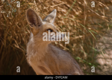 Fennec Fuchs (Vulpes Zerda), Wüste Sinai, Ägypten Stockfoto