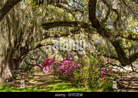 Jahrhunderte alte Eichen Bäume mit spanischem Moos umgeben von blühenden Azaleen im Magnolia Plantation 10. April 2014 in Charleston, SC. abgedeckt Stockfoto