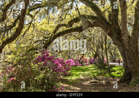 Jahrhunderte alte Eichen Bäume mit spanischem Moos umgeben von blühenden Azaleen im Magnolia Plantation 10. April 2014 in Charleston, SC. abgedeckt Stockfoto