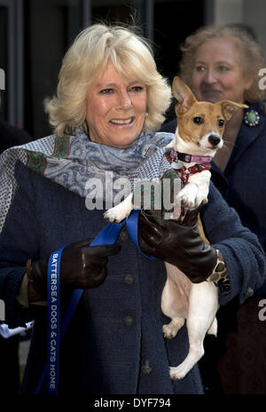 Camilla Duchess of Cornwall besucht Battersea Hunde und Katzen zuhause. In diesem Jahr die Herzogin vernetzten Re Bluebell ein neun Wochen alten Jack Russell Terrier, wie sie gefunden wurde, als ein stary Wandern in einem Londoner Park. Ihre Königliche Hoheit hat Beth ein Jack Russell Stockfoto