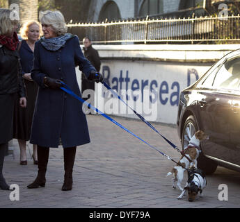 Camilla Duchess of Cornwall besucht Battersea Hunde und Katzen zuhause. In diesem Jahr die Herzogin vernetzten Re Bluebell ein neun Wochen alten Jack Russell Terrier, wie sie gefunden wurde, als ein stary Wandern in einem Londoner Park. Ihre Königliche Hoheit hat Beth ein Jack Russell Stockfoto