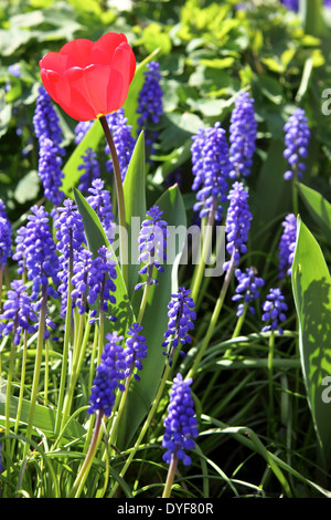 Frühling Tulpe mit traubenhyazinthen Licht der Frühlingssonne den Garten von Frau schmücken. m. Perks der Acton Burnell in Shropshire. Stockfoto