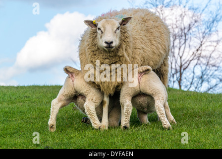 Rückansicht von 2 Texeler Lämmern, die von ihrer Mutter, die der Kamera gegenübersteht, in einem Yorkshire-Feld gefüttert werden. VEREINIGTES KÖNIGREICH Stockfoto