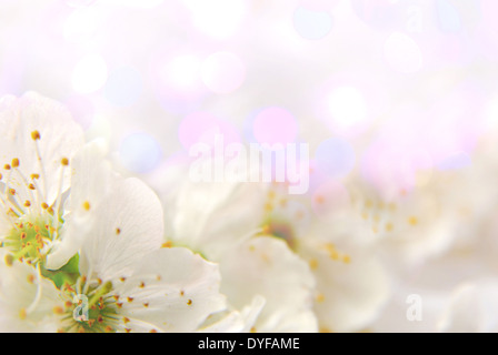 kleine Blüten mit Blättern in einem pastellfarbenen Hintergrund Stockfoto