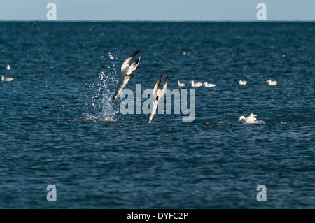 Basstölpel Morus Bassanus, Tauchen, Tauchen für Lebensmittel. Stockfoto