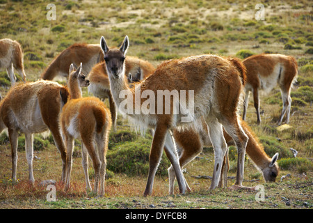 Guanakos (Lama Guanicoe) Weiden im Torres del Paine NP. Patagonien, Chile Stockfoto