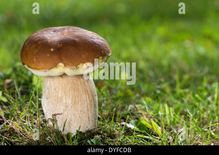 Essbare Pilze auf einer Waldlichtung Stockfoto