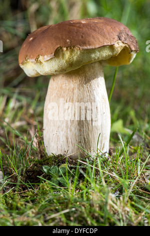 Essbare Pilze auf einer Waldlichtung Stockfoto