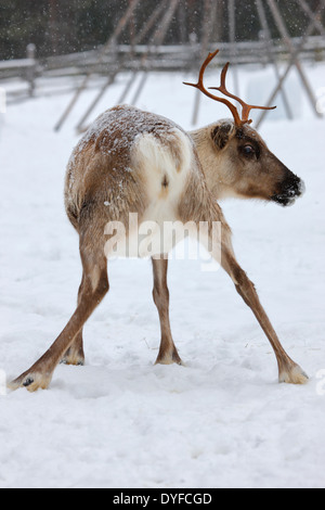 Rentier nahe bis - Lappland Finnland Stockfoto