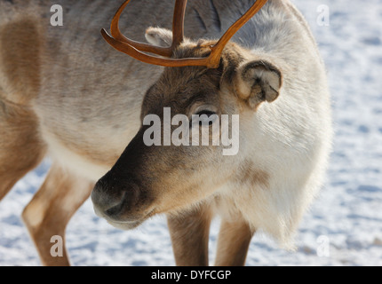 Rentier nahe bis - Lappland Finnland Stockfoto