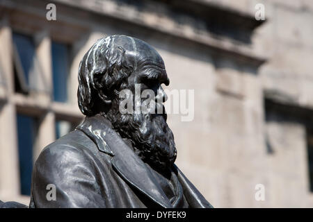 Lustig, amüsant-Statue in Shrewsbury, Shropshire, UK. 16. April 2014. Die Statue der Naturforscher Charles Darwin außerhalb Bibliothek Shrewsbury, Shropshire. Shrewsbury war der große Forscher Geburtsort und ironisch, es scheint, als ob er durch ein paar seine gefiederten Freunde besucht wurde.  Foto: Richard Franklin. Richard@Images-Allsorts.com. Tel: 07770 900073 Credit: Richard Franklin/Alamy Live News Stockfoto