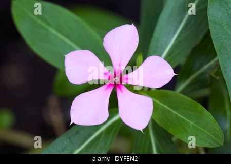 Impatiens Sodenii Blume wächst in einer geschützten Umgebung. Stockfoto