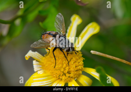 Herbst oder Gesicht fliegen, Musca Autumnalis auf gelben Blume. Stockfoto