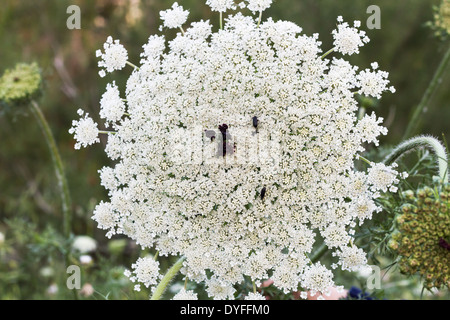 Schönes Foto Biennale Wildpflanzen in Wald Apiaceae. Israel. Stockfoto