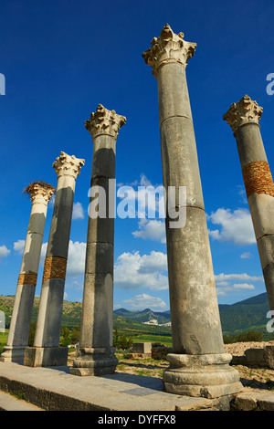 Die Corintian Spalten der kapitolinischen Tempel Volubilis archäologische Stätte, Marokko Stockfoto