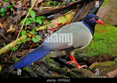 Boden-Kuckuck Vogel, Coral-billed Boden-Kuckuck (Karpfen Ococcyx Renauldi), stehend auf das Protokoll zurück Profil Stockfoto