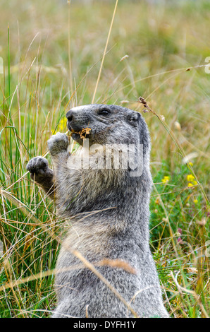 Murmeltier während des Essens auf den Wiesen der Alpen in Italien Stockfoto