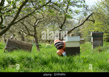 National Trust Bee Keeper halten Honig Bienen Bienenstock Uk Stockfoto