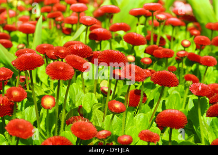 Rote Chrysanthemen an einem sonnigen Tag Stockfoto