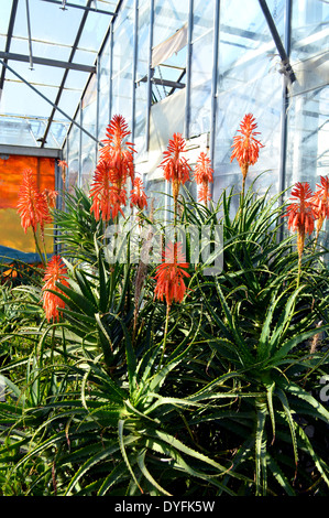 Aloe Arborescens "Compton" Stockfoto