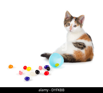 Niedliche Calico Katze sitzt neben Gummibärchen verschüttet aus ein Easter Egg isoliert auf einem weißen Hintergrund. Stockfoto