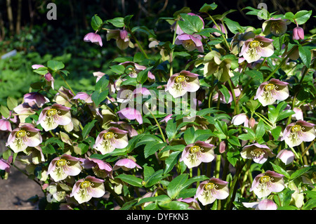 Fastenzeit rose lateinische Name Helleborus orientalis Stockfoto