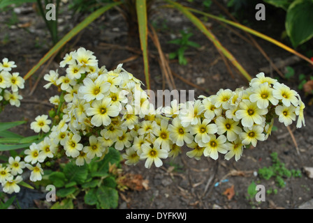Sisyrinchium Striatum 'Tante Mai' Blüte Stockfoto